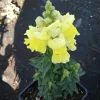 Yellow Snapdragon Live Plant 6-Pack – 3 Inch Pots – Outdoor Flowers - Image 1