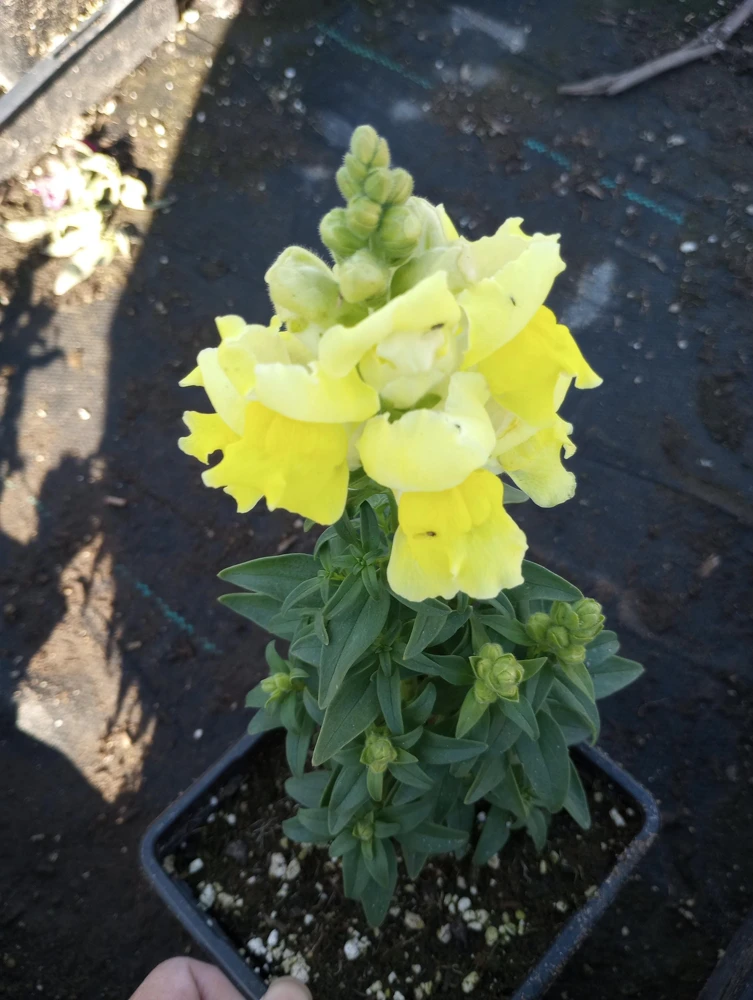 Yellow Snapdragon Live Plant 6-Pack – 3 Inch Pots – Outdoor Flowers - Image 1
