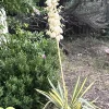 Yucca Adams Needle Succulent Live Plant - Variegated, Bare Root, 12" Tall, Outdoor - Image 1