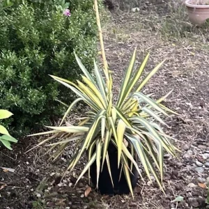 Yucca Adams Needle Succulent Live Plant - Variegated, Bare Root, 12" Tall, Outdoor - Image 2