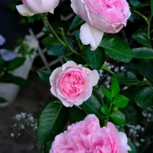 Yves Clair Rose Live Plant - Fragrant Light Pink Blooms, Repeat Bloomer - Image 2
