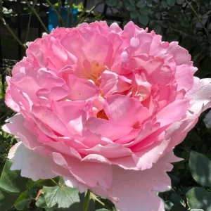 Yves Clair Rose Live Plant - Fragrant Light Pink Blooms, Repeat Bloomer - Image 3