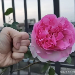 Yves Clair Rose Live Plant - Fragrant Light Pink Blooms, Repeat Bloomer - Image 4