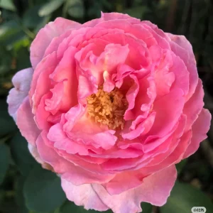 Yves Clair Rose Live Plant - Fragrant Light Pink Blooms, Repeat Bloomer - Image 5