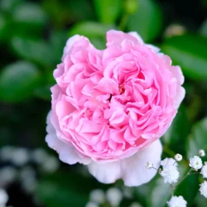 Yves Clair Rose Live Plant - Fragrant Light Pink Blooms, Repeat Bloomer - Image 6