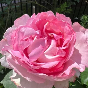 Yves Clair Rose Live Plant - Fragrant Light Pink Blooms, Repeat Bloomer - Image 1