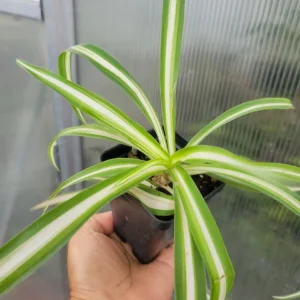 Zebra Spider Plant Live Plant - Variegated Chlorophytum laxum Houseplant - Air Purifying - Image 2