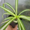 Zebra Spider Plant Live Plant - Variegated Chlorophytum laxum Houseplant - Air Purifying - Image 1