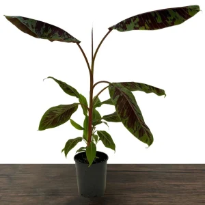 Zebrina Blood Banana Live Plant - 1 Gallon Tropical Houseplant or Landscape - Image 2