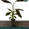 Zebrina Blood Banana Live Plant - 1 Gallon Tropical Houseplant or Landscape - Image 1