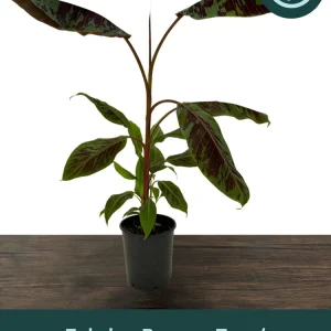 Zebrina Blood Banana Live Plant - 1 Gallon Tropical Houseplant or Landscape - Image 1