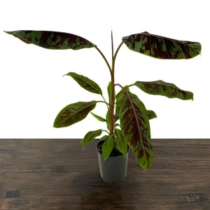 Zebrina Blood Banana Live Plant - 1 Gallon Tropical Houseplant or Landscape - Image 3