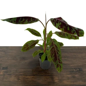 Zebrina Blood Banana Live Plant - 1 Gallon Tropical Houseplant or Landscape - Image 4