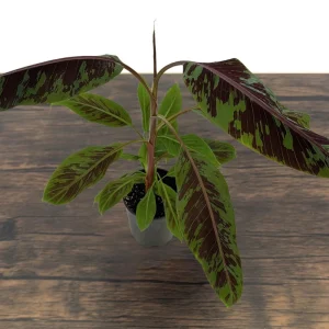 Zebrina Blood Banana Live Plant - 1 Gallon Tropical Houseplant or Landscape - Image 5