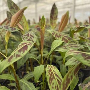 Zebrina Blood Banana Live Plant - 1 Gallon Tropical Houseplant or Landscape - Image 7