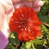 Zinnia Dreamland Mix Live Plant - Colorful Annual Flowers - 4 inch Pot - Image 1