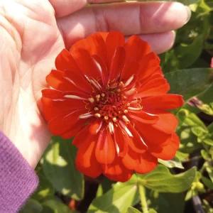 Zinnia Dreamland Mix Live Plant - Colorful Annual Flowers - 4 inch Pot - Image 1