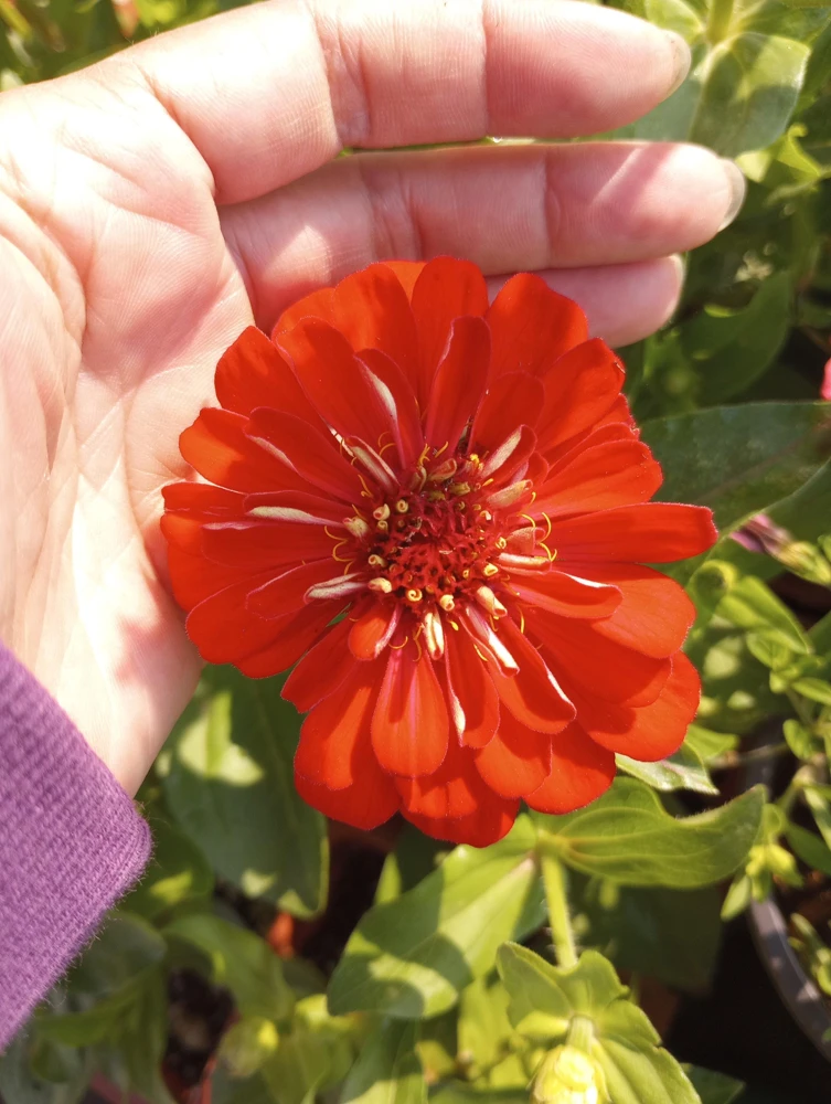 Zinnia Dreamland Mix Live Plant - Colorful Annual Flowers - 4 inch Pot - Image 1