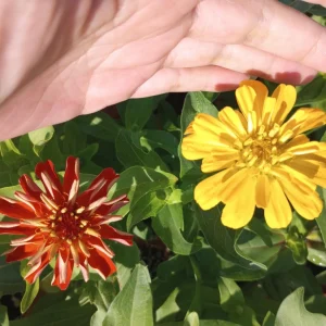 Zinnia Dreamland Mix Live Plant - Colorful Annual Flowers - 4 inch Pot - Image 2