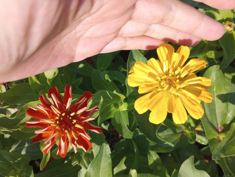 Zinnia Dreamland Mix Live Plant - Colorful Annual Flowers - 4 inch Pot - Image 2