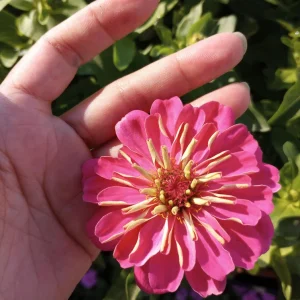 Zinnia Dreamland Mix Live Plant - Colorful Annual Flowers - 4 inch Pot - Image 4