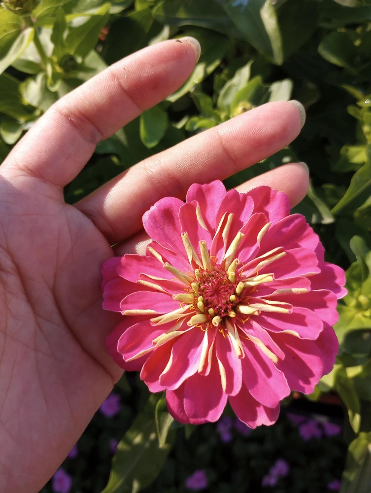 Zinnia Dreamland Mix Live Plant - Colorful Annual Flowers - 4 inch Pot - Image 4
