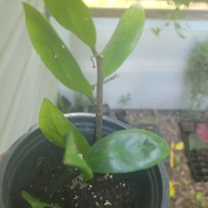 ZZ Plant - Zamioculcas zamiifolia Live Houseplant - Easy Care - Image 2