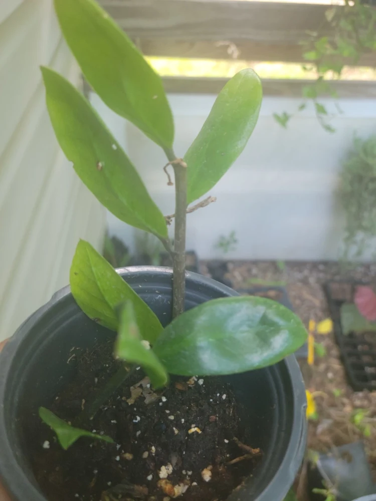 ZZ Plant - Zamioculcas zamiifolia Live Houseplant - Easy Care - Image 2