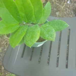 ZZ Plant - Zamioculcas zamiifolia Live Houseplant - Easy Care - Image 3