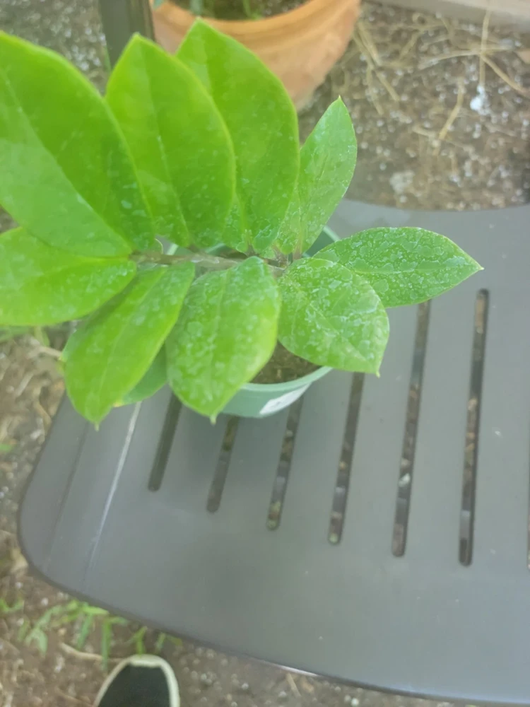 ZZ Plant - Zamioculcas zamiifolia Live Houseplant - Easy Care - Image 3