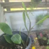 ZZ Plant - Zamioculcas zamiifolia Live Houseplant - Easy Care - Image 1