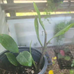 ZZ Plant - Zamioculcas zamiifolia Live Houseplant - Easy Care - Image 1