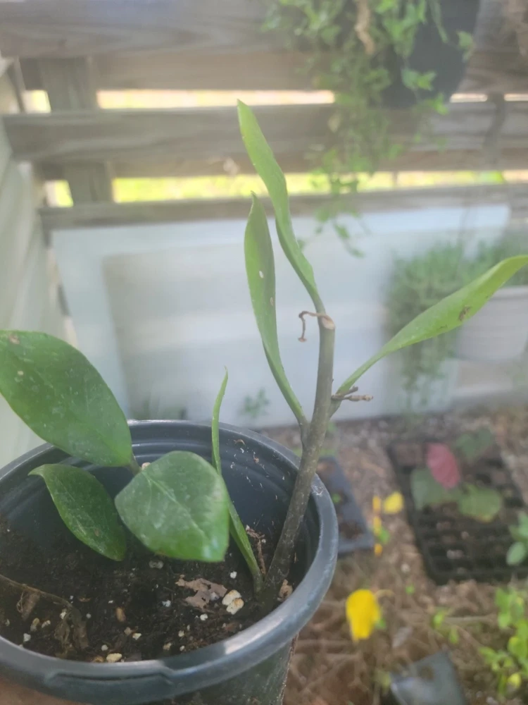 ZZ Plant - Zamioculcas zamiifolia Live Houseplant - Easy Care - Image 1