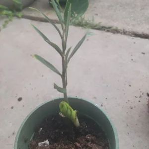 ZZ Plant Zamioculcas zamiifolia Live Houseplant – Potted Indoor/Outdoor Green - Image 4