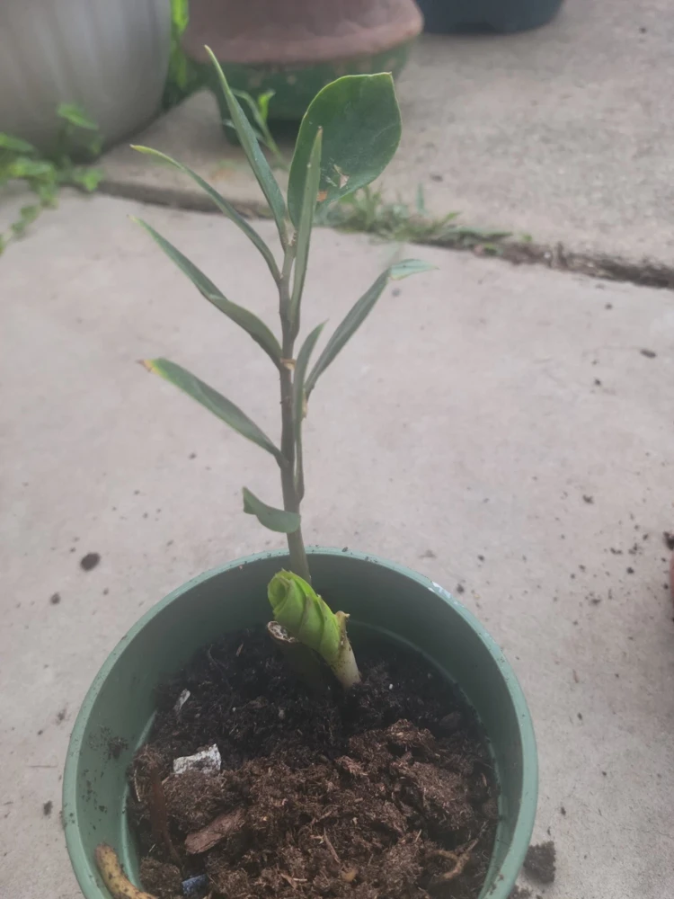 ZZ Plant Zamioculcas zamiifolia Live Houseplant – Potted Indoor/Outdoor Green - Image 4