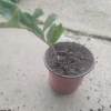 ZZ Plant Zamioculcas zamiifolia Live Houseplant – Potted Indoor/Outdoor Green - Image 1