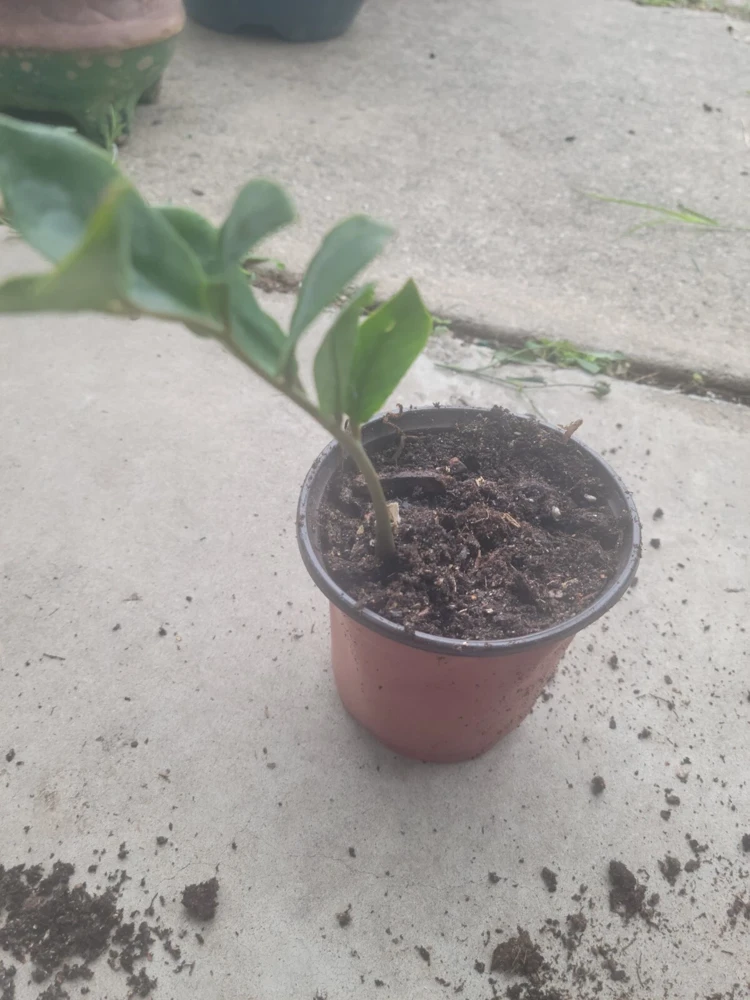 ZZ Plant Zamioculcas zamiifolia Live Houseplant – Potted Indoor/Outdoor Green - Image 1