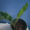 ZZ Plant (Zamioculcas zamiifolia) Live Plant - 8 Inch Pot - Indoor Houseplant - Image 1