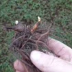 10 Black Cohosh Bareroots - Native Wildflower Plant for Shade Gardens - Image 2