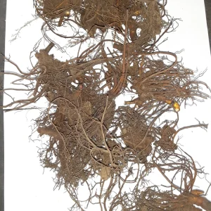 10 Black Cohosh Bareroots - Native Wildflower Plant for Shade Gardens - Image 3