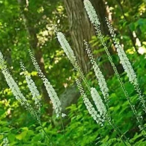 10 Black Cohosh Bareroots - Native Wildflower Plant for Shade Gardens - Image 4
