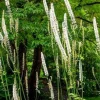 10 Black Cohosh Bareroots - Native Wildflower Plant for Shade Gardens - Image 1