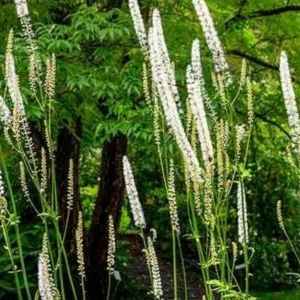 10 Black Cohosh Bareroots - Native Wildflower Plant for Shade Gardens - Image 1