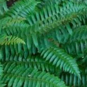 10 Christmas Fern Bare Root Plants - Polystichum Acrostichoides - Outdoor Native Perennial - Image 7