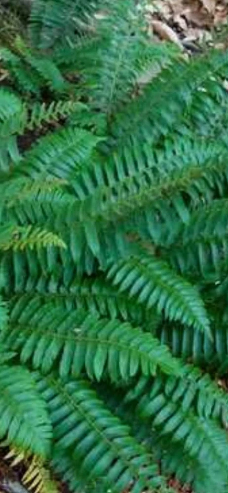 10 Christmas Fern Bare Root Plants - Polystichum Acrostichoides - Outdoor Native Perennial - Image 7