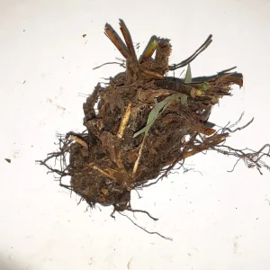 10 Christmas Fern Bare Root Plants - Polystichum Acrostichoides - Outdoor Native Perennial - Image 8