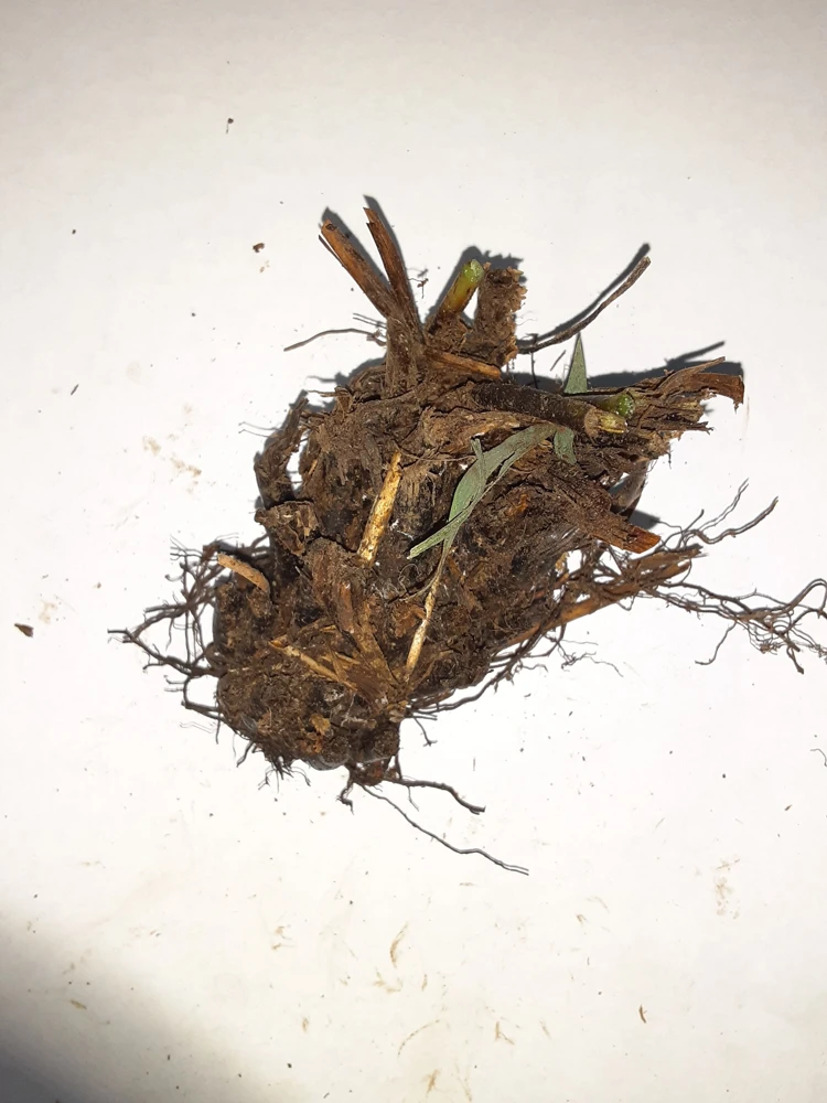 10 Christmas Fern Bare Root Plants - Polystichum Acrostichoides - Outdoor Native Perennial - Image 8