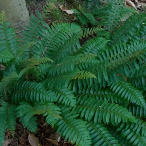 10 Christmas Fern Bare Root Plants - Polystichum Acrostichoides - Outdoor Native Perennial - Image 9