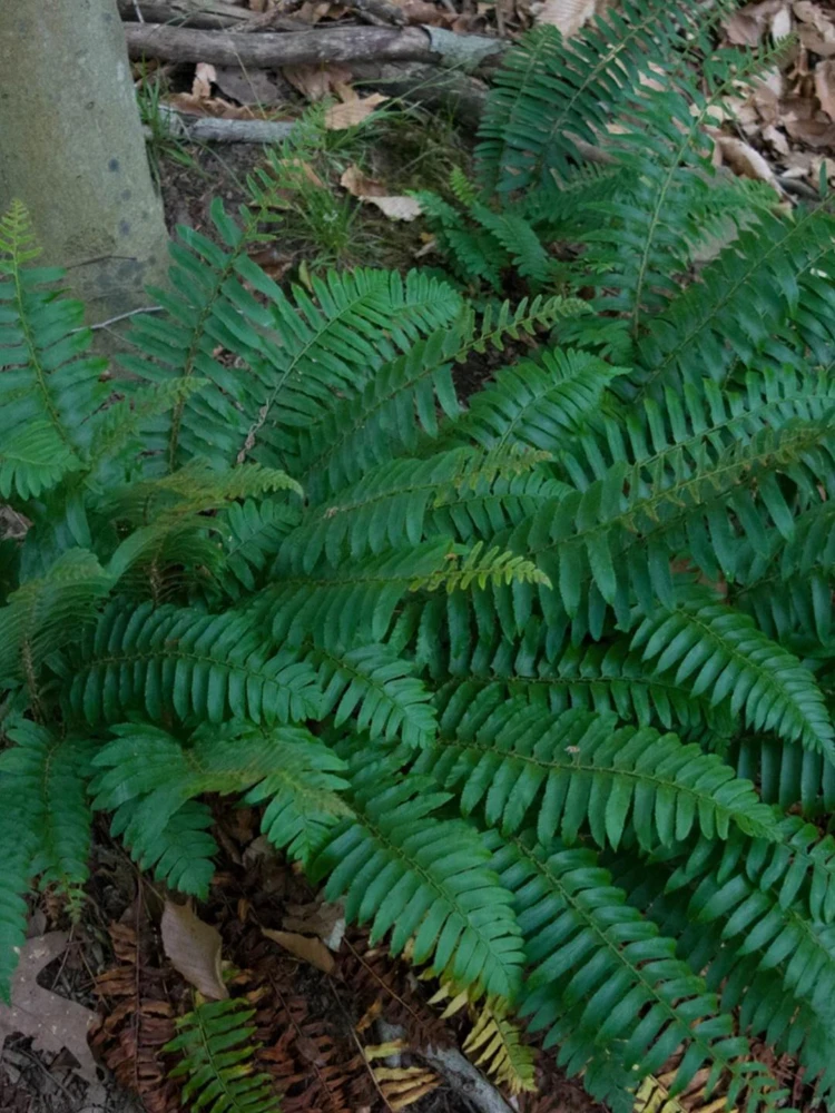 10 Christmas Fern Bare Root Plants - Polystichum Acrostichoides - Outdoor Native Perennial - Image 9
