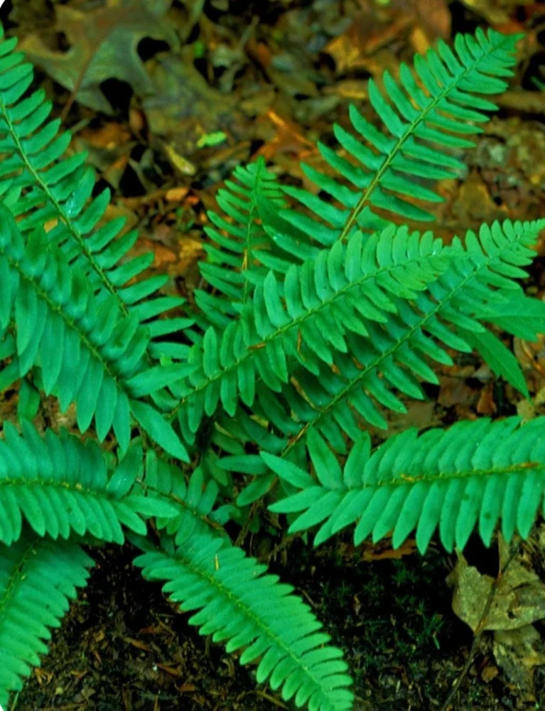 10 Christmas Fern Bare Root Plants - Polystichum Acrostichoides - Outdoor Native Perennial - Image 1
